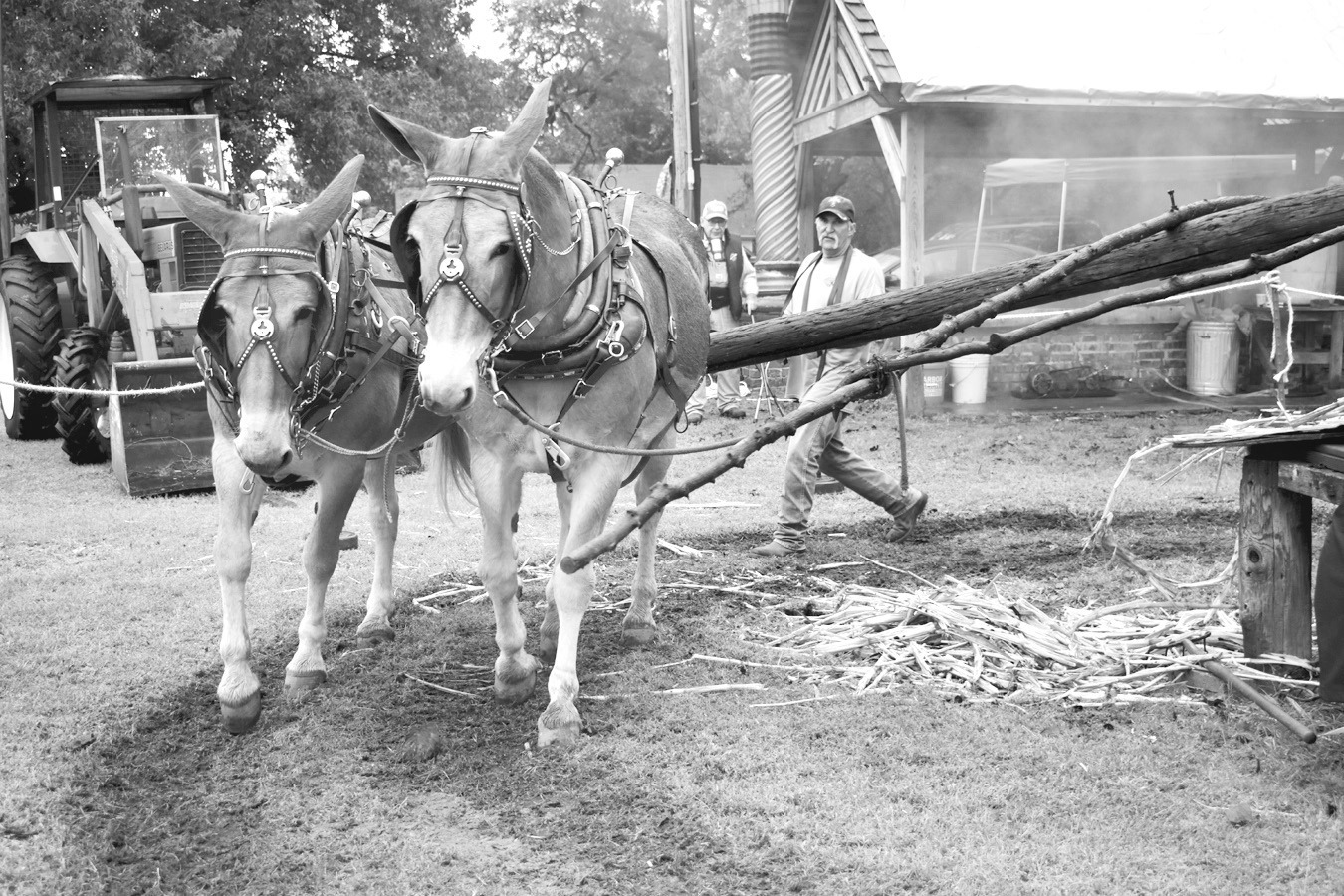 A team of mules powers the press used to extract sweet sorghum from the cane during a live demonstration at the 2025 Sorghum Festival in Wewoka. The annual event returns for its 51st run this Saturday, Oct. 24. Events associated with the festival include the John Lively 5K Run, the annual parade, a car show, vendor booths, live entertainment and much more. There is no charge to attend the festival. —File Photo