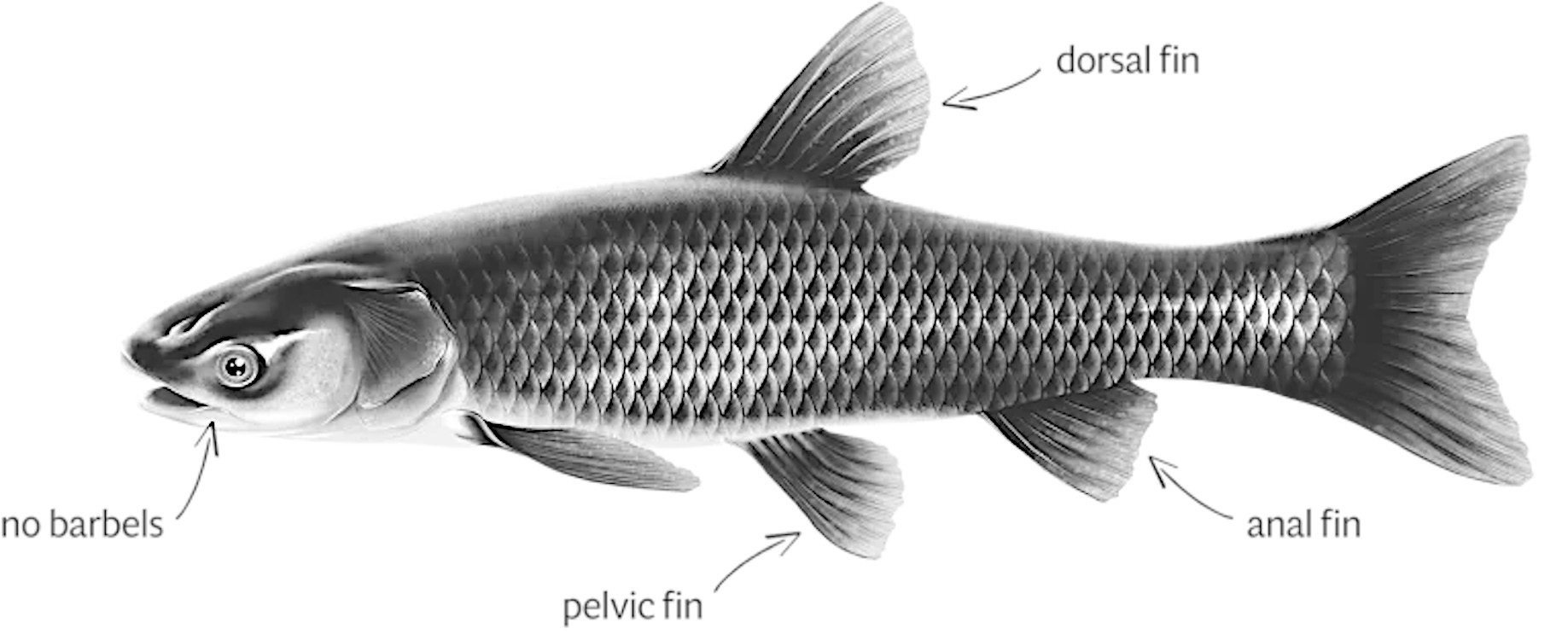 Catch Black Carp in Oklahoma, Collect $100 Bounty