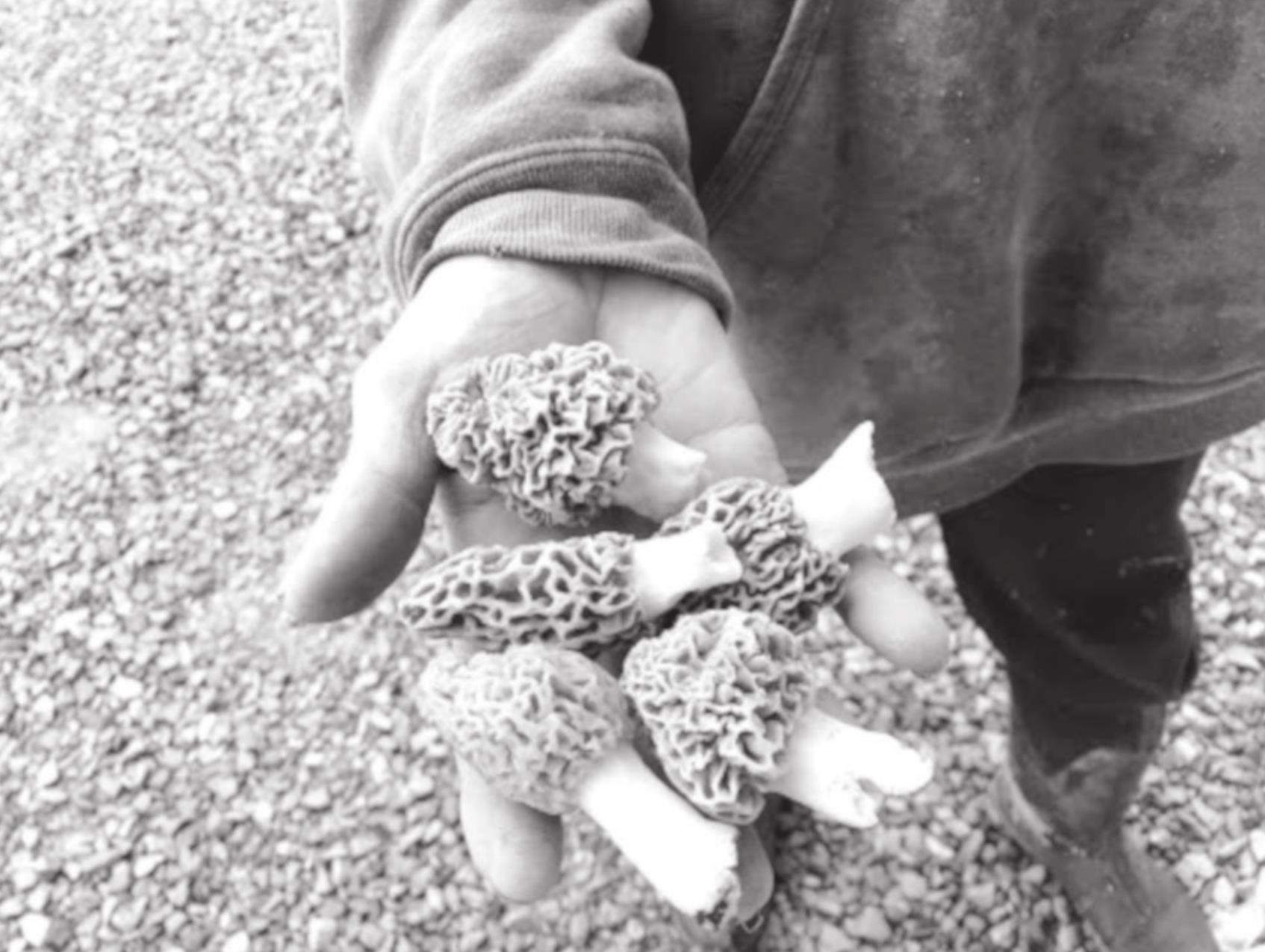 Even Experts can be Fooled Hunting Wild Mushrooms