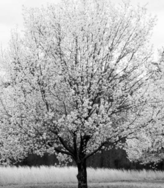 Callery Pear Causes Issues in Landscape and Pastureland