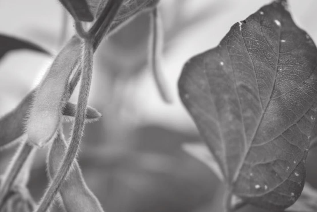 Insect Control Key to Successful Double-crop Soybean Management