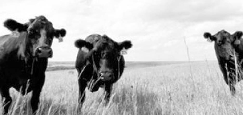 Keeping Your Cattle And Pastures Healthy