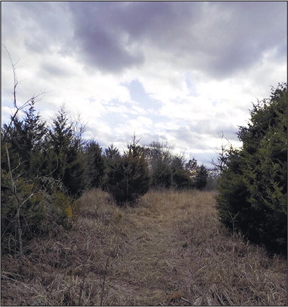 Two Bills Take Aim at Invasive Cedars; Lawmakers Urge Agency to Take Action
