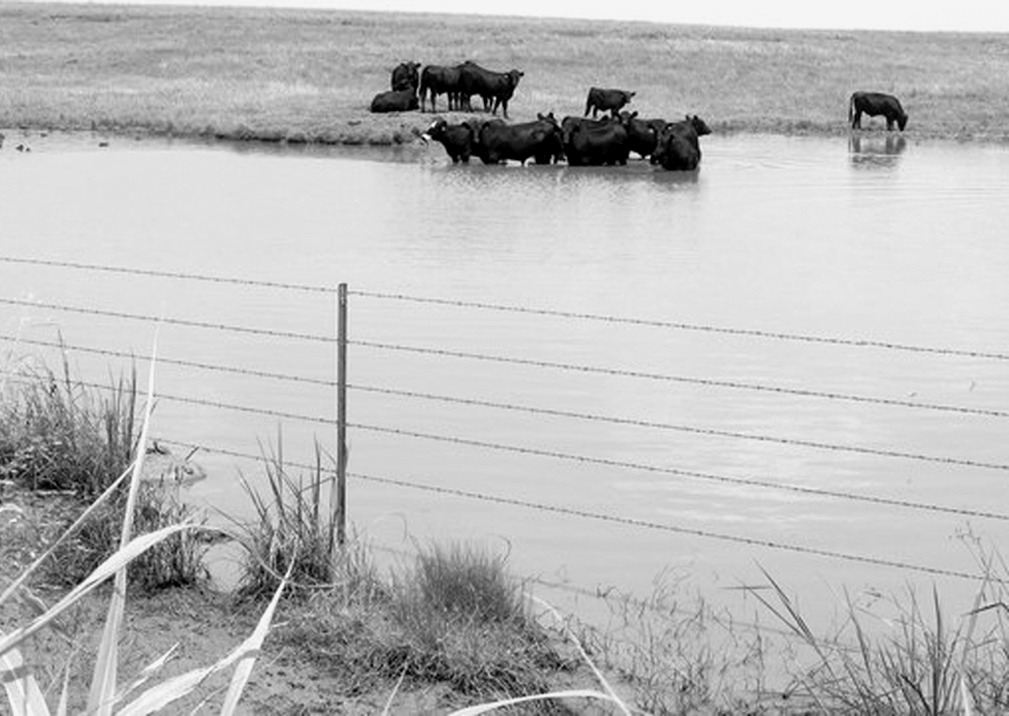 Fixing Muddy Pond Waters