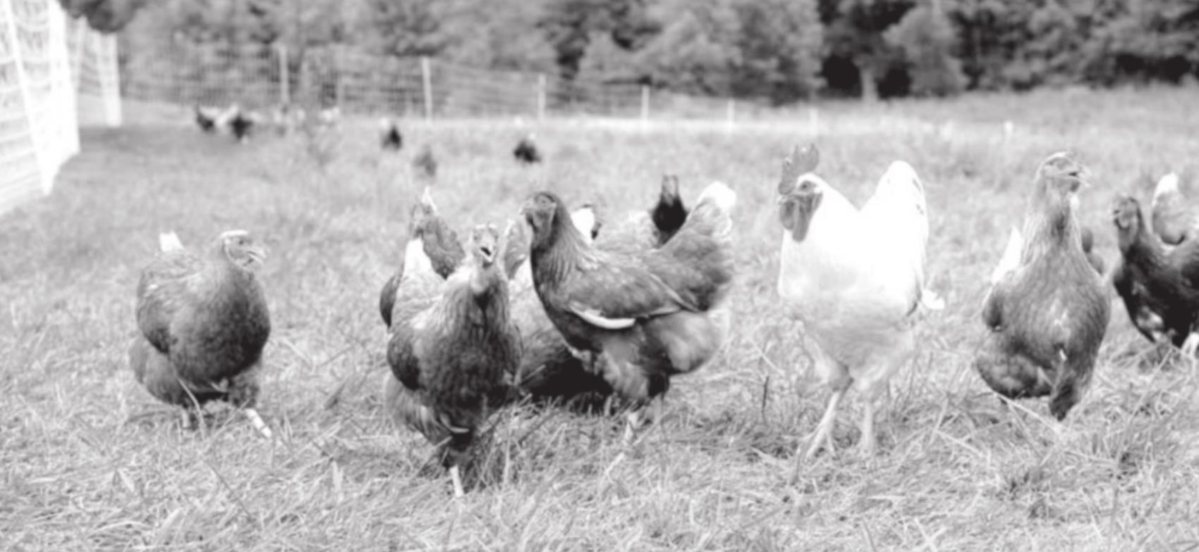 Chicken Manure Fertilizer for the Vegetable Garden