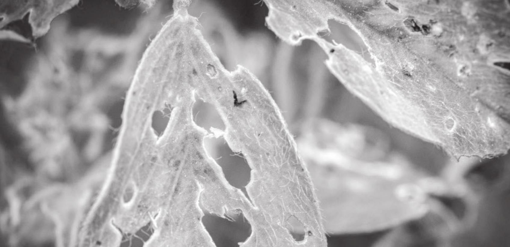 Oklahoma Alfalfa Weevil Insecticide Resistance Study a Statewide Collaboration