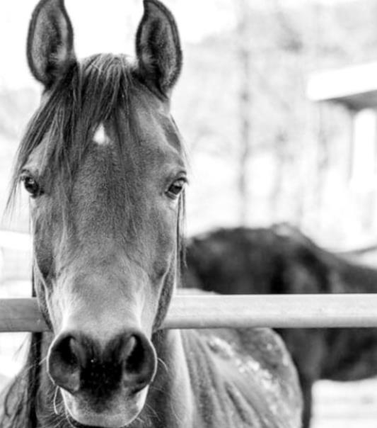 Equine Owners Should Monitor for EHV-1