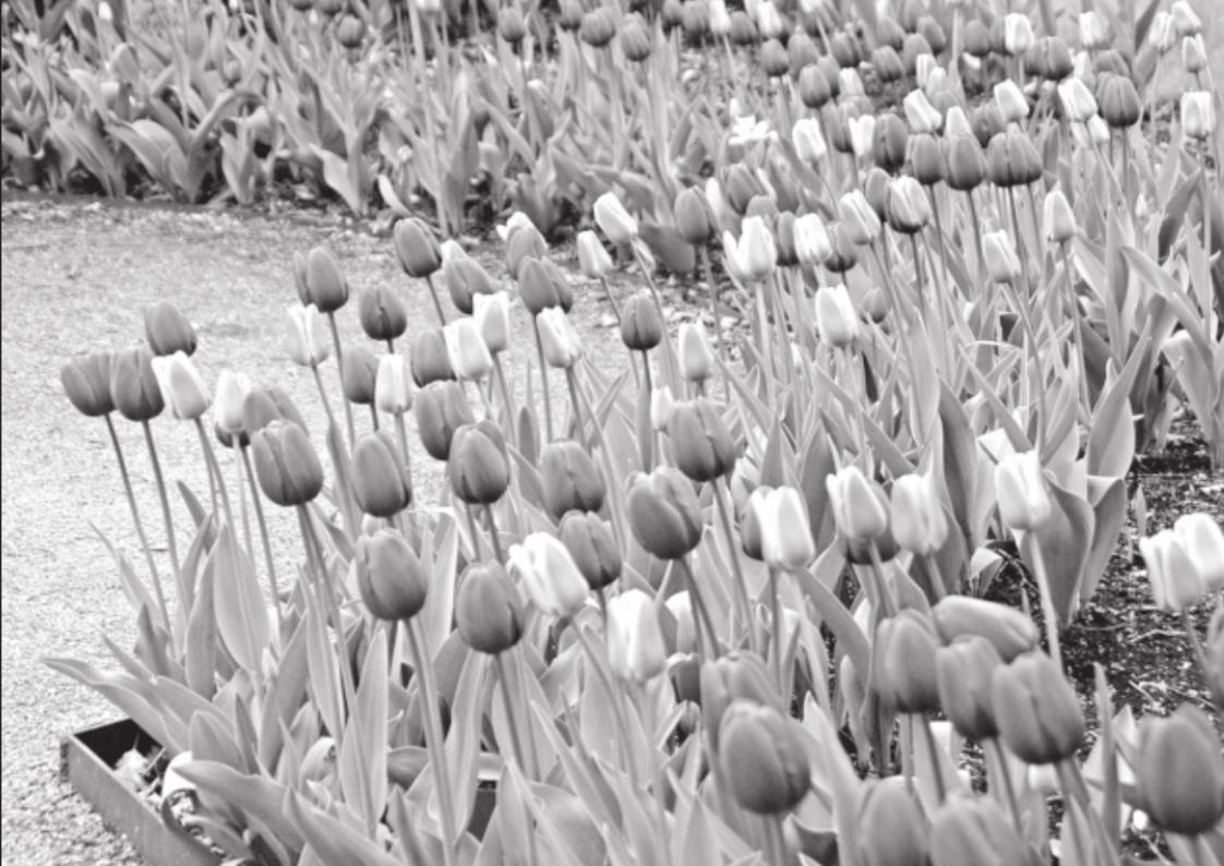 Care for Spring Flowering Bulbs