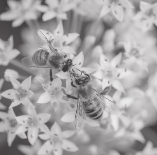 How to Bring Beneficial Bees Back