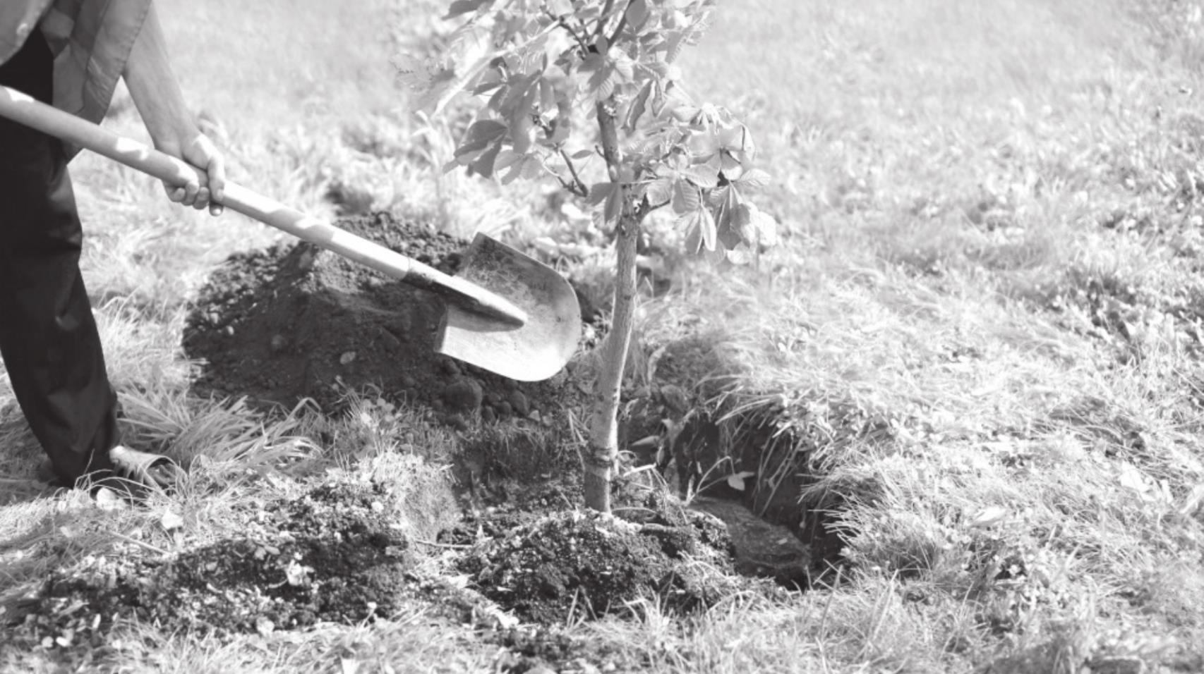 Techniques for Planting Trees