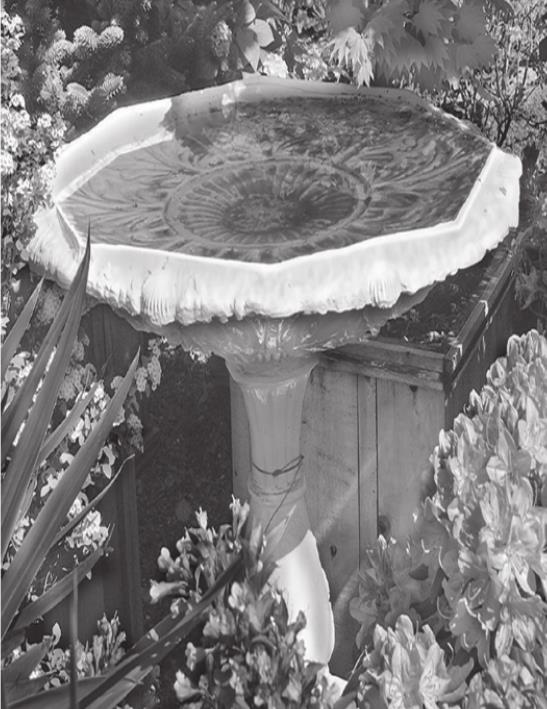 A Guide to Buying and Setting Up a Bird Bath