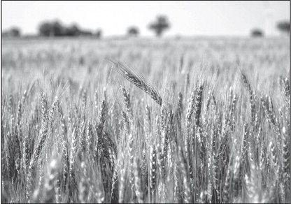 OSU Wheat Varieties Oklahoma’s Top 4 Most Planted