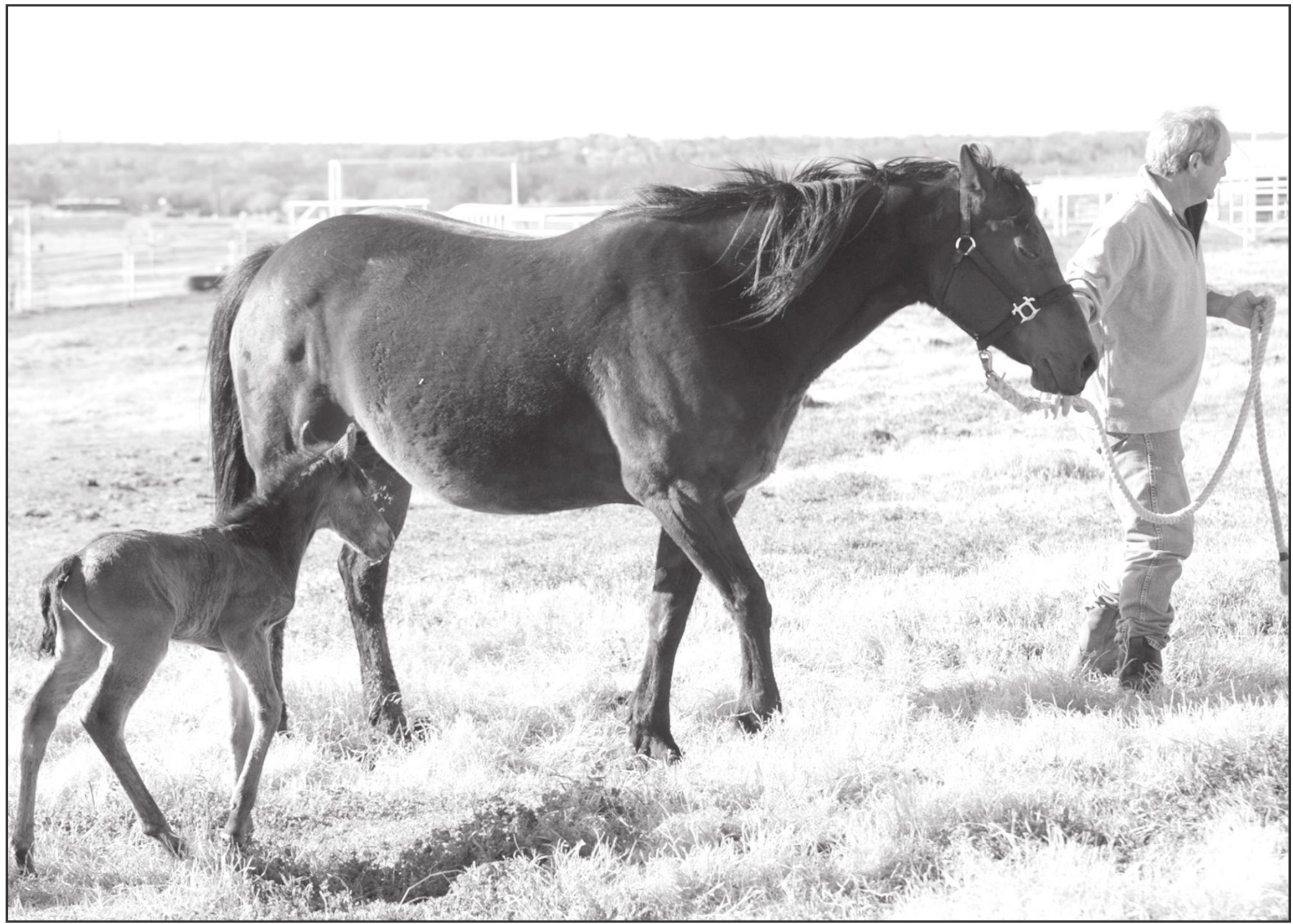 Horse Owners Urged To Plan Care During Pandemic