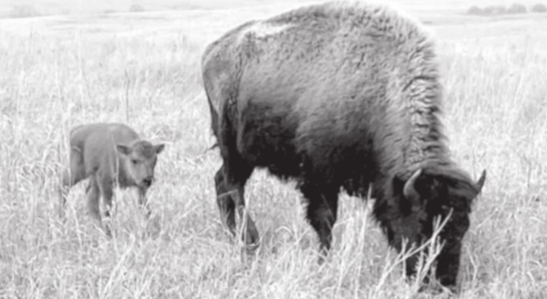 Say “Hello” to the First Baby Bison of 2021 at the Tallgrass Prairie Preserve!