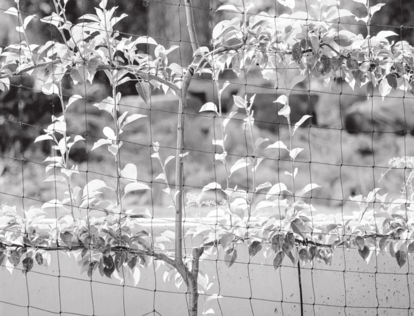 Vertical Gardening Makes Most of Limited Ground Space