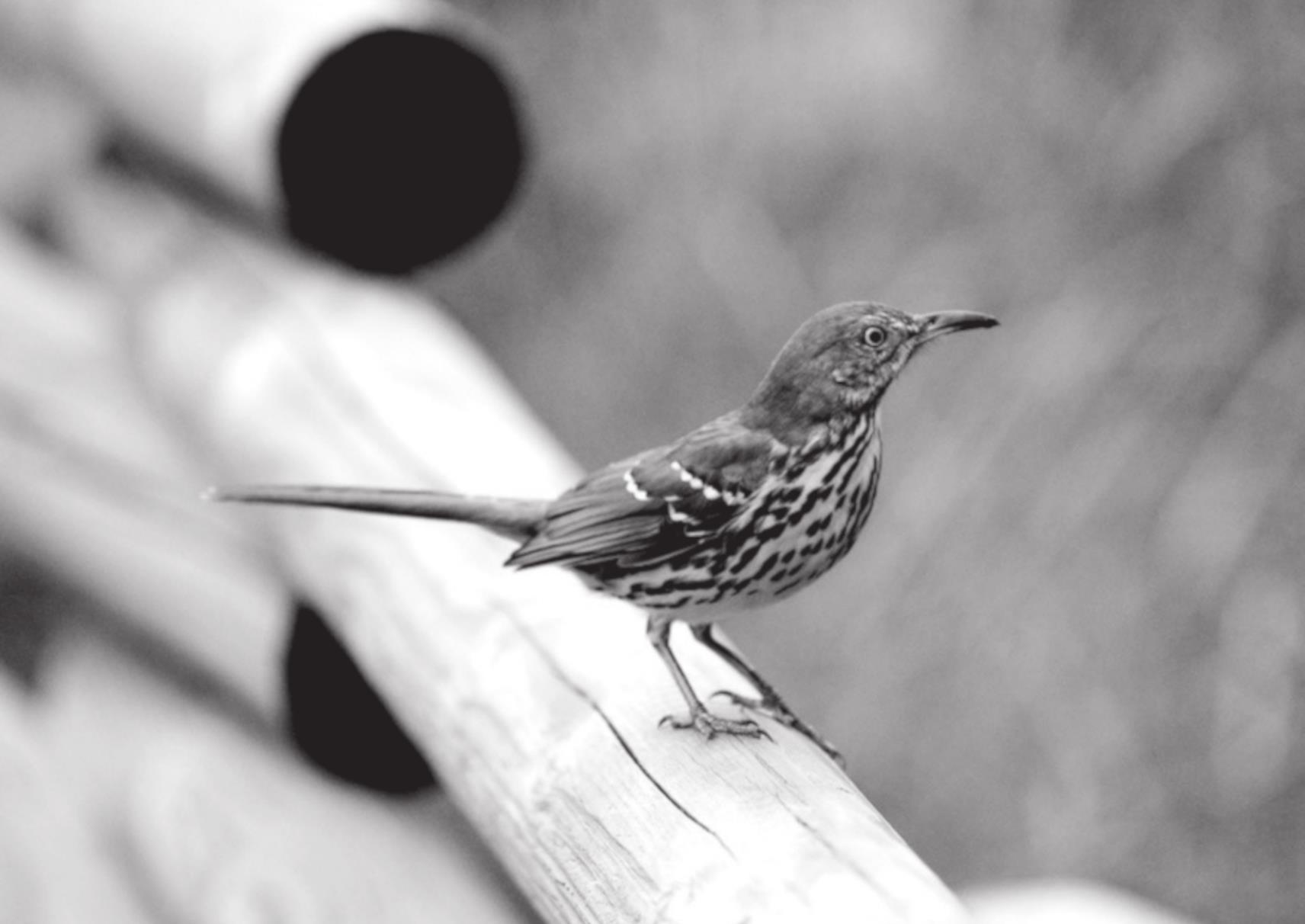 NEXRAD Radar Used to Predict Bird Collisions