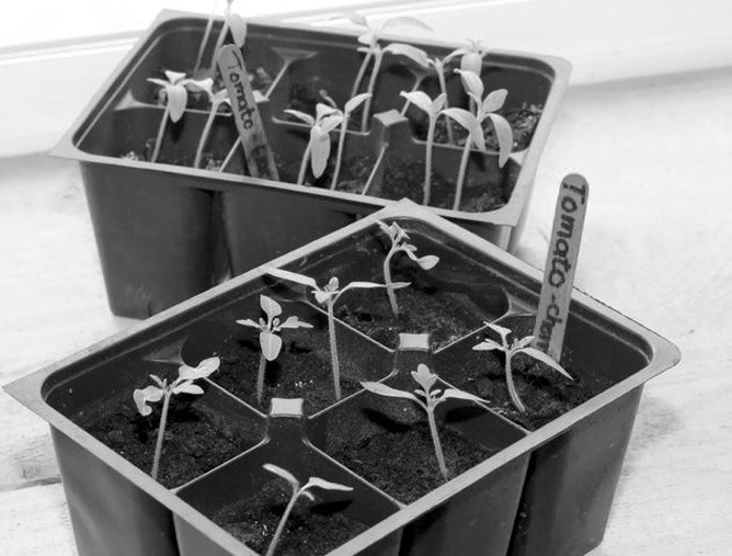 Starting Seeds Indoors Offers Many Benefits