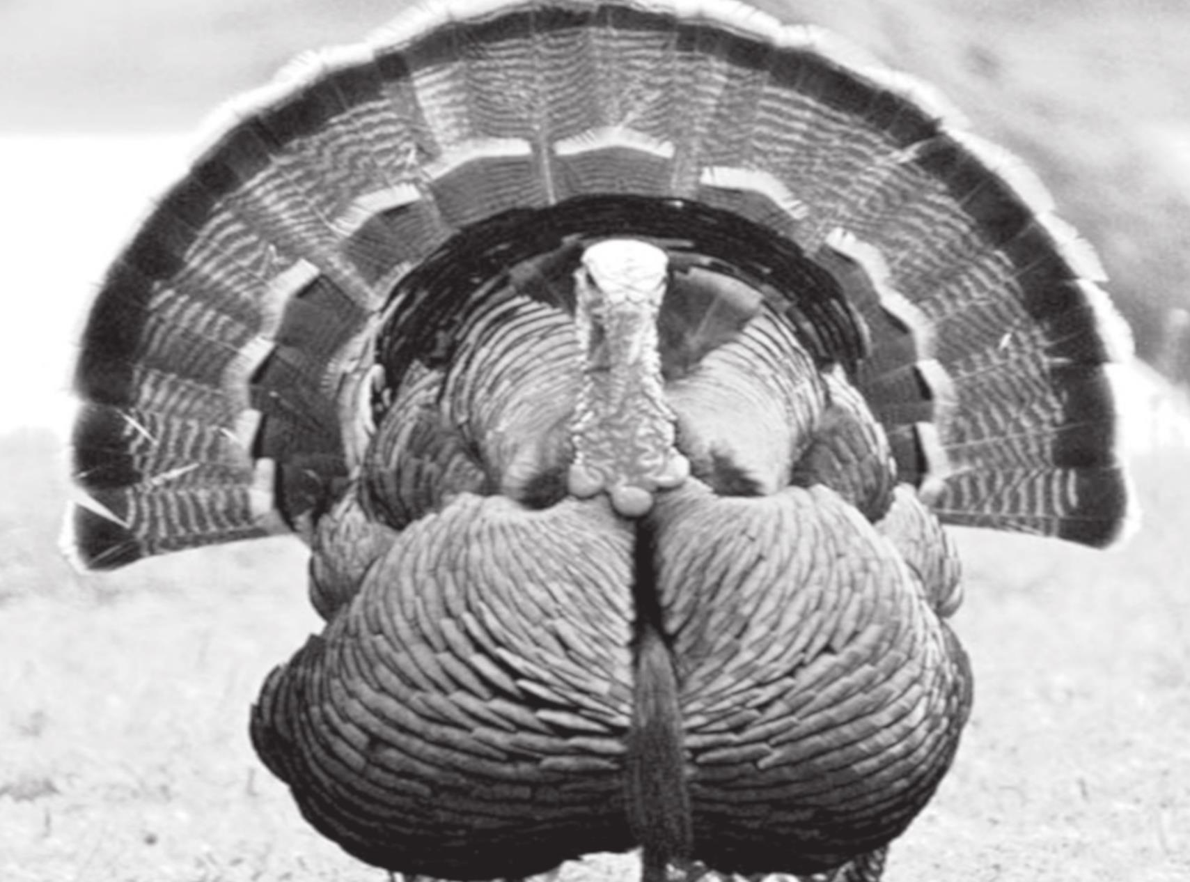 Wildlife Department Wants to Talk Turkey; Survey Asks About Population Decline, Later Season