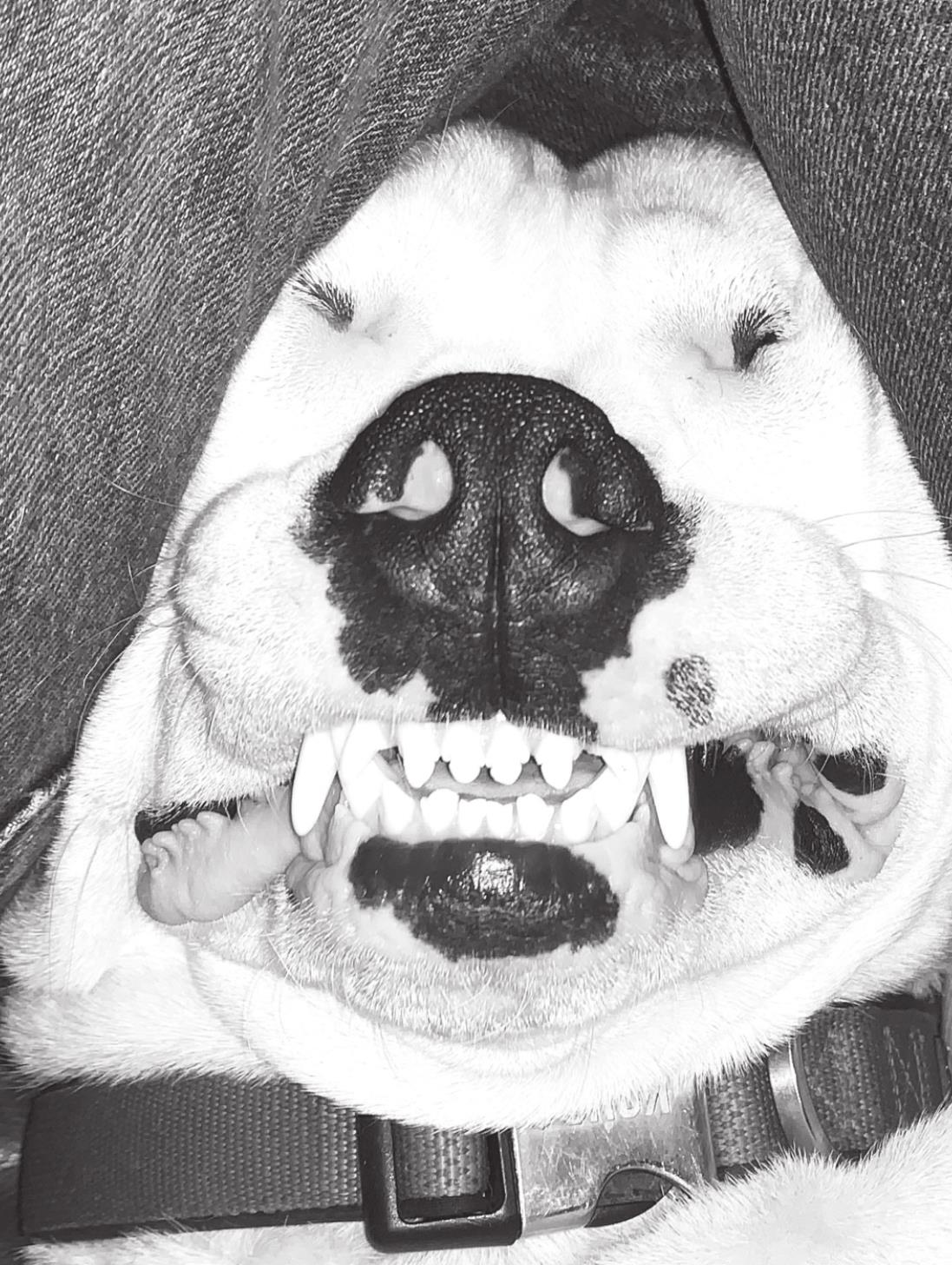 College Holds ‘I Love My Pet’ Photo Contest