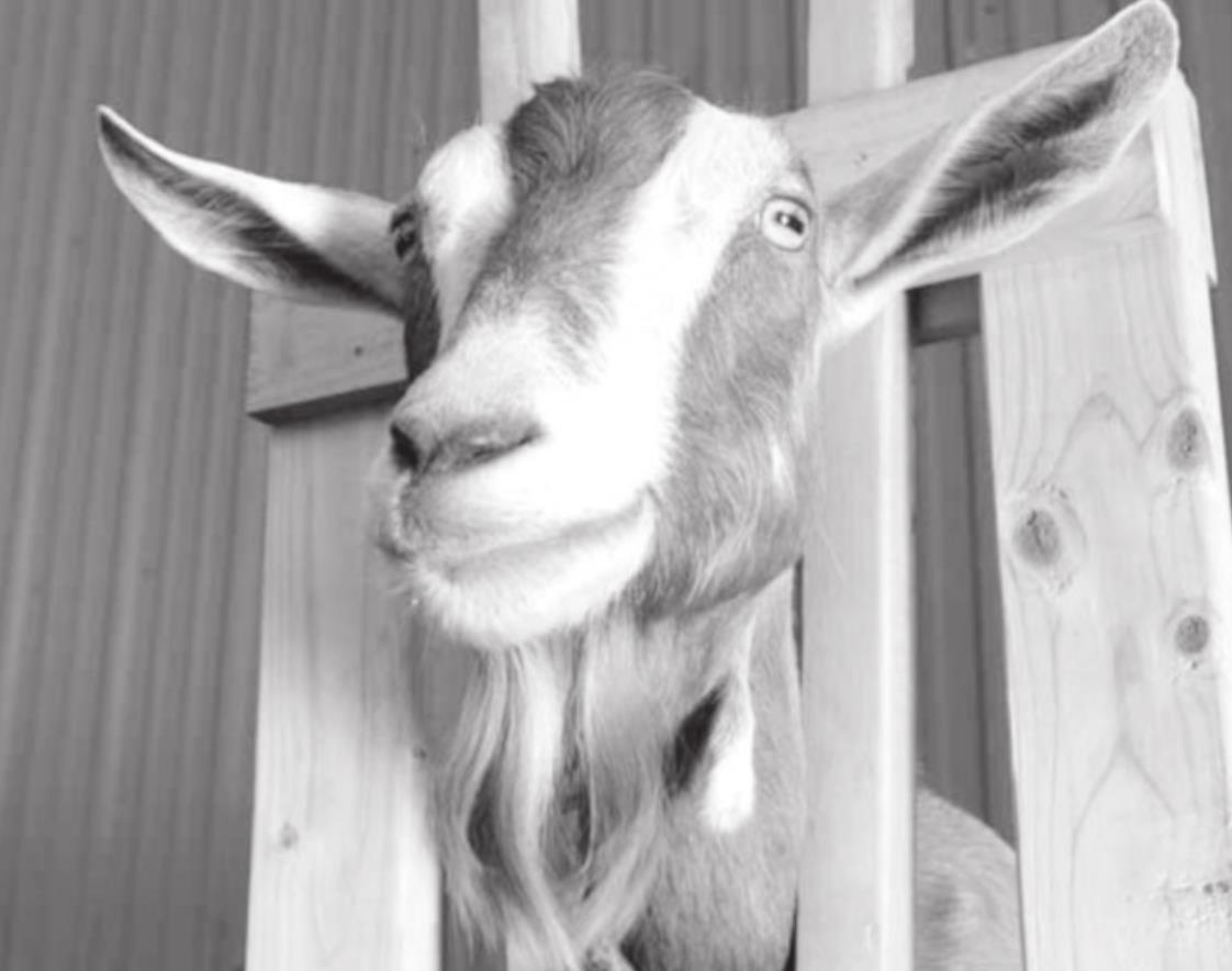 Learn Self-Sufficiency with a Dairy Goat