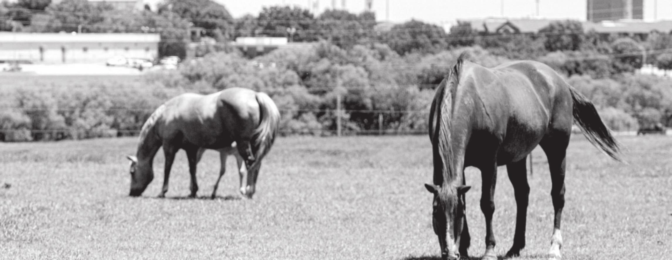 Keep Watch on Obese Horses Eating Green Forage