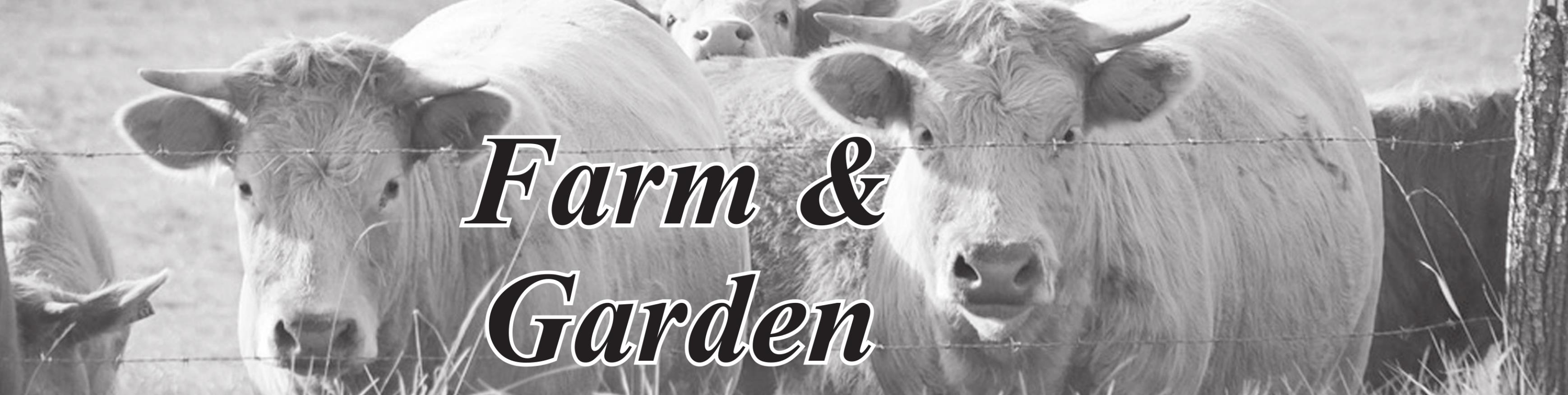 Keeping an Older Cow: Keep Ol’ Bessy Around a While Longer with this Expert Advice on Caring for Aging Cattle