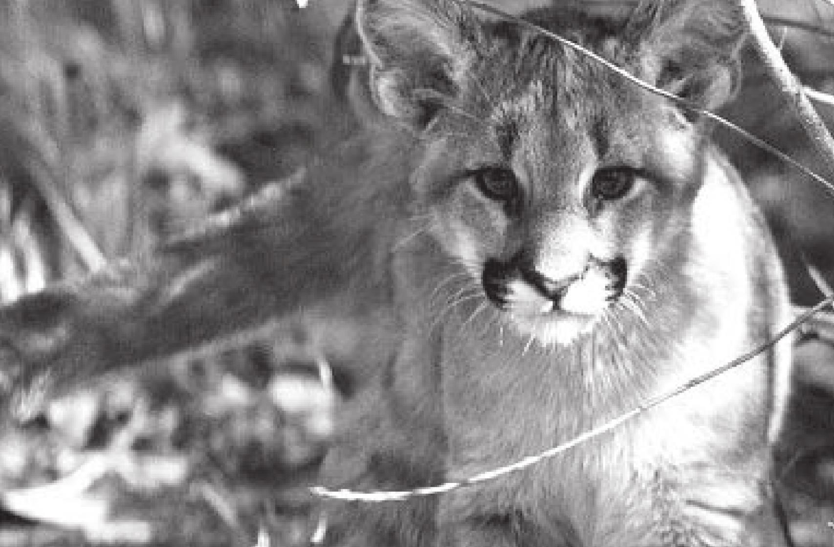 More Mountain Lions Spotted in Oklahoma In 2020 Than Any Other Year, ODWC Says