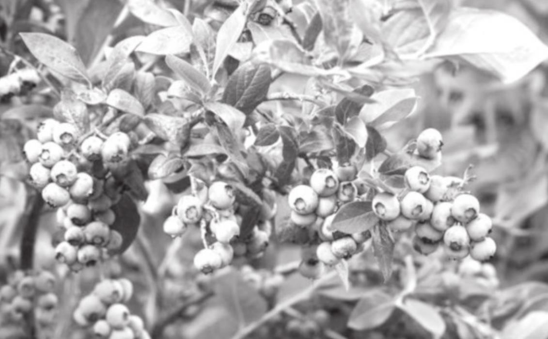 Tips for Planting Blueberries