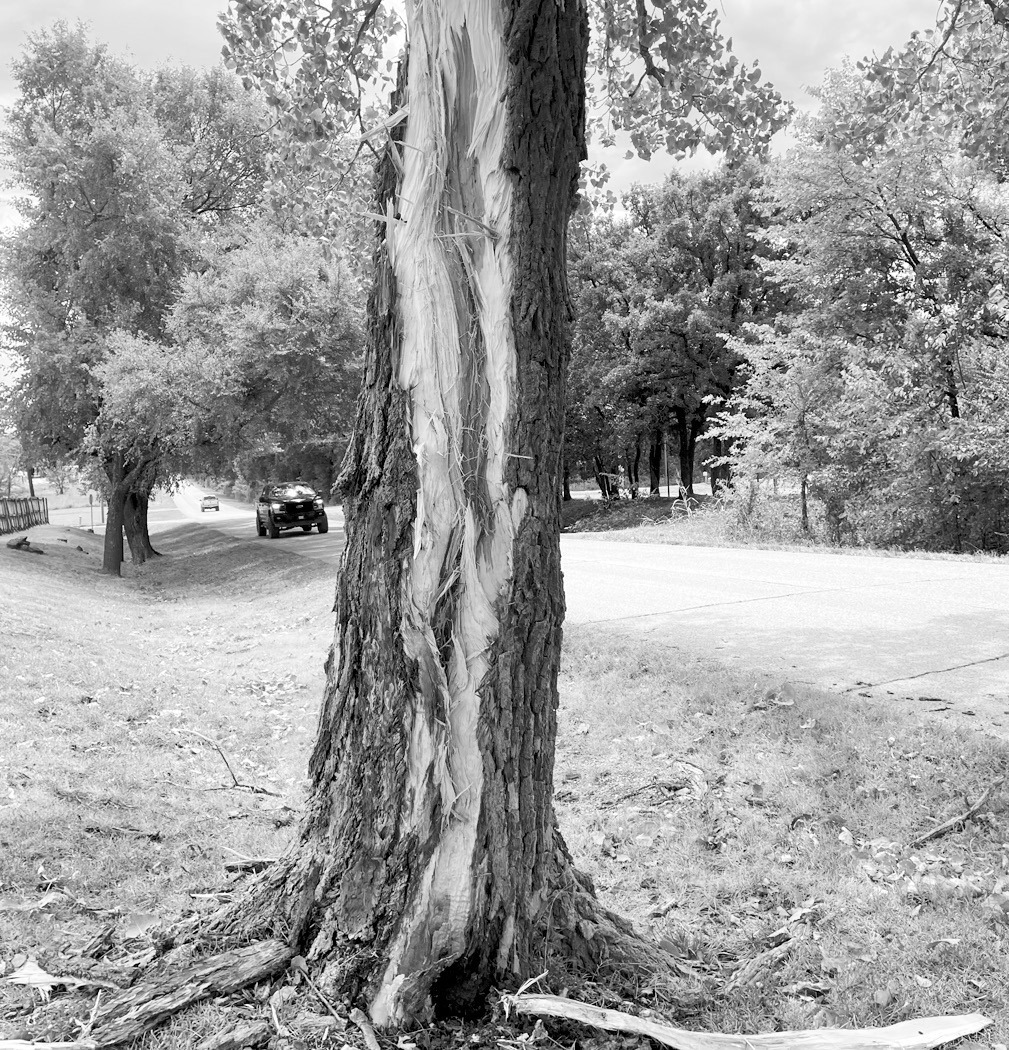 Seminole resident Mark Claborn, who lives east of the city, was not home last Friday morning when lightning struck a tree in his front yard. Upon returning home, he found large pieces of the tree over 50 feet away. —Photo courtesy Ernie Willis