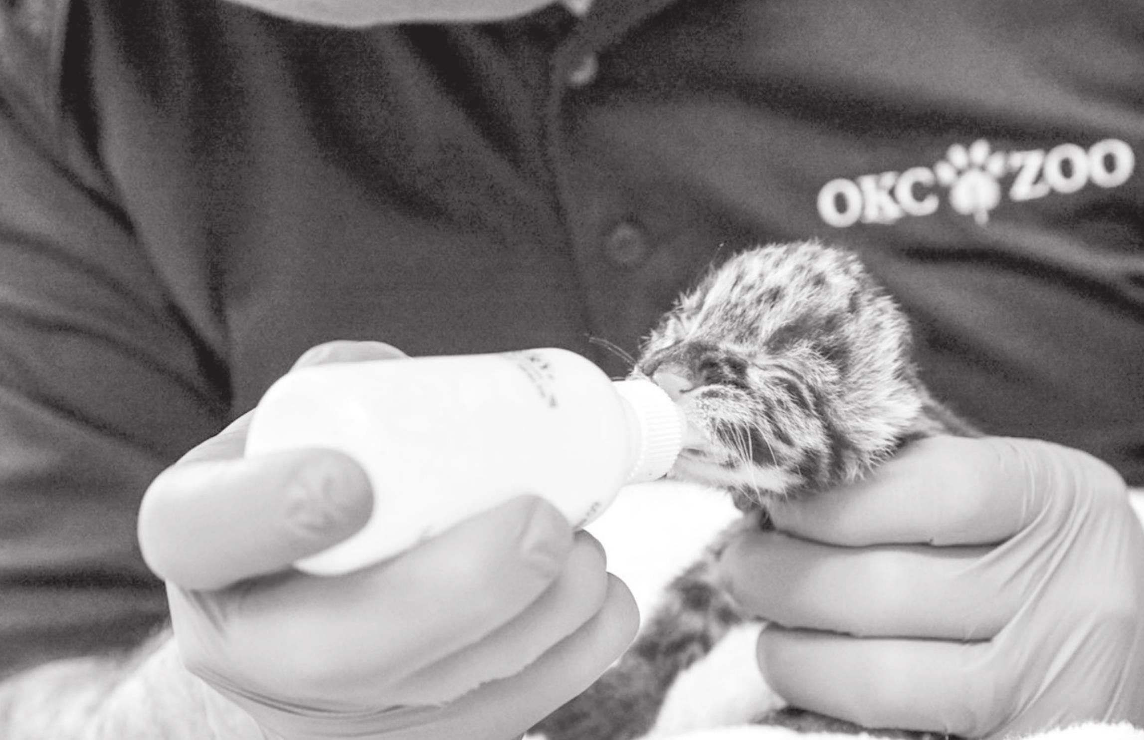 OKC Zoo Announces Birth of Rare Clouded Leopard Kitten