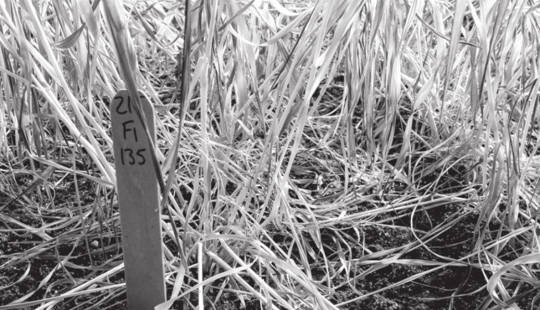 Oklahoma State Recommendations for Checking Potential Freeze Damage in Wheat