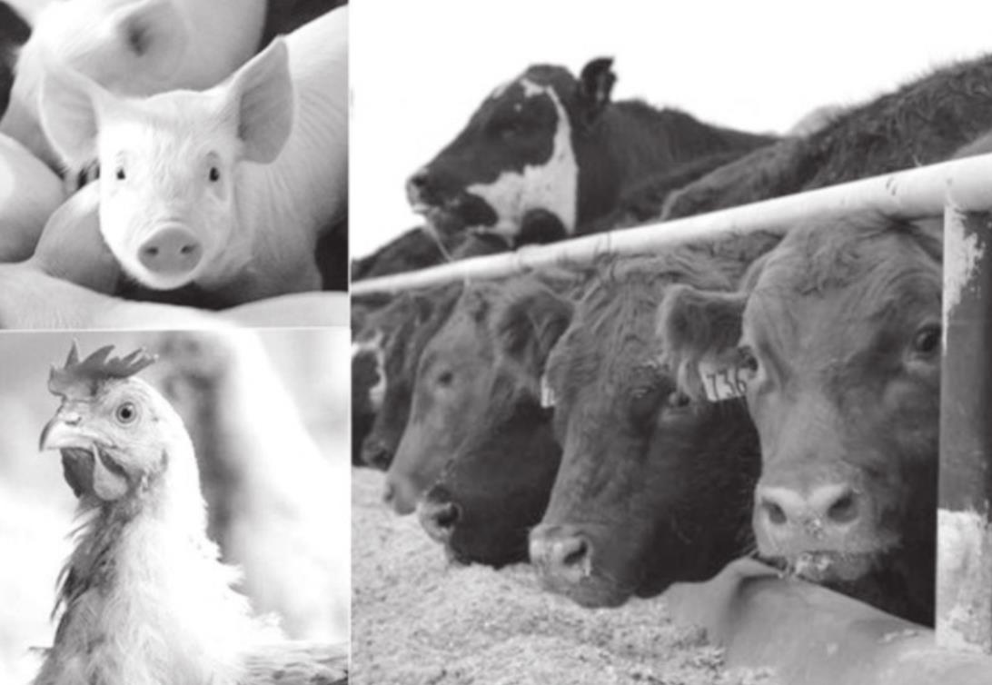 Humane Housing for Safe and Comfortable Livestock