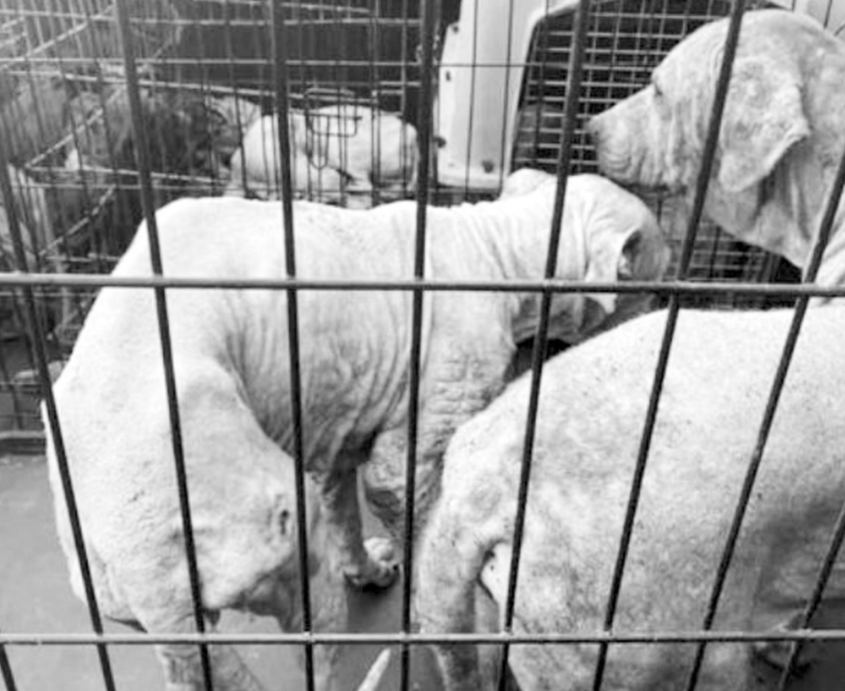 Dogs Rescued From Konawa Recovering At Colorado Facility