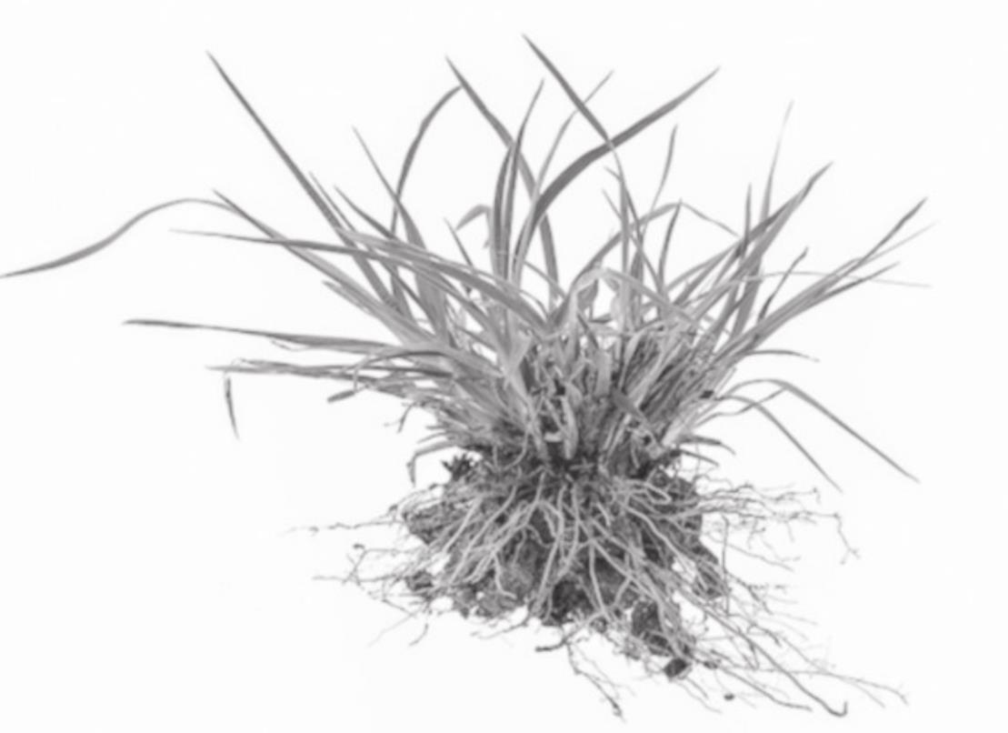 How to Prevent Crabgrass