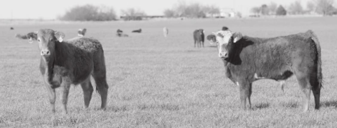 Register Now For CFAP Webinars Answering Key Questions About Agricultural Assistance Program