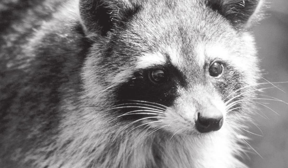 New Animal Rabies Lab Goes Live on Sept. 13