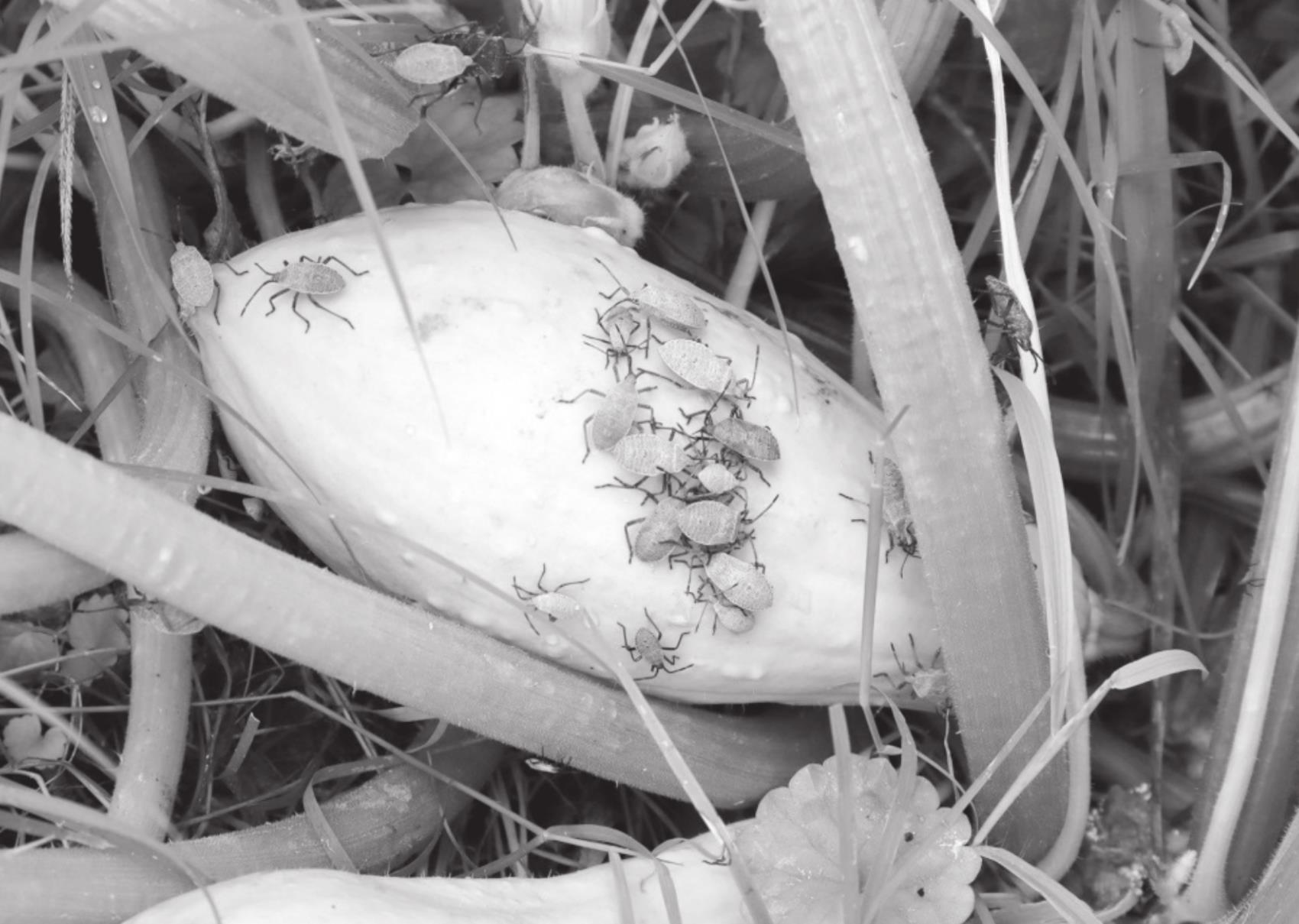 Squash Bugs Put Damper on Successful Gardening