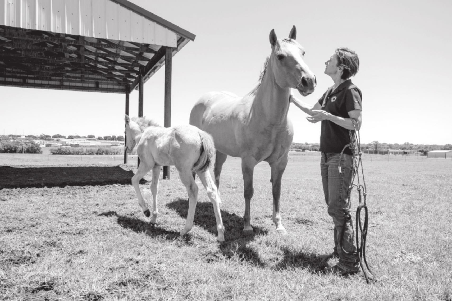 Getting an Orphan Foal to Nurse an Immediate Need