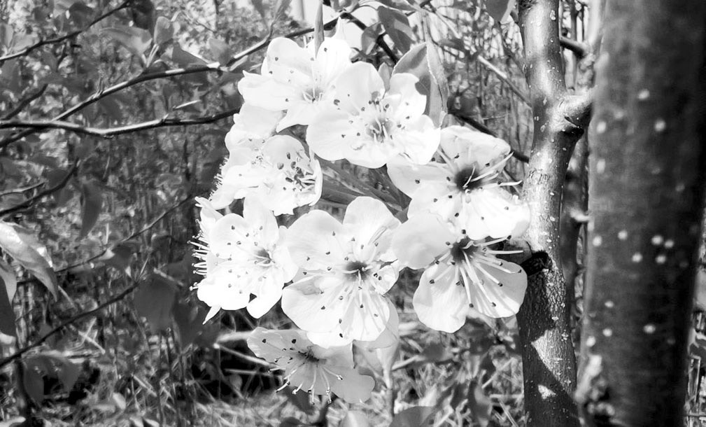 Callery Pear Tree Invasion Continues Across Oklahoma