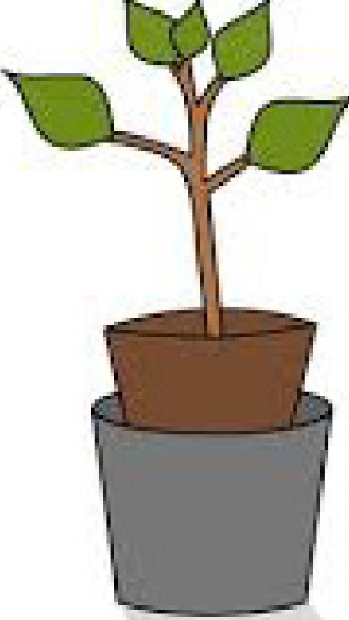 How to Plant a Tree for Successful Growth