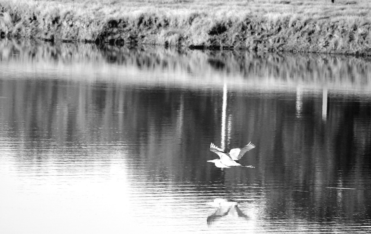 A Blue Heron takes flight from Magnolia Lake on the grounds of the Reynolds Wellness Center in late May. On Friday, June 13 the inaugural “405 Sunset Market” will take flight at 6 p.m. at the Wellness Center, and will feature vendors of locally produc