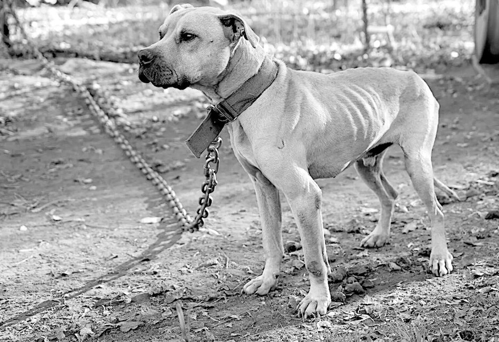 A chained dog stares into the distance as it and more than 260 other animals are rescued from a property in Ninnekah, Oklahoma, on Wednesday, Dec. 11. Ninnekah is about 100 miles southwest of Seminole. (Humane Society)