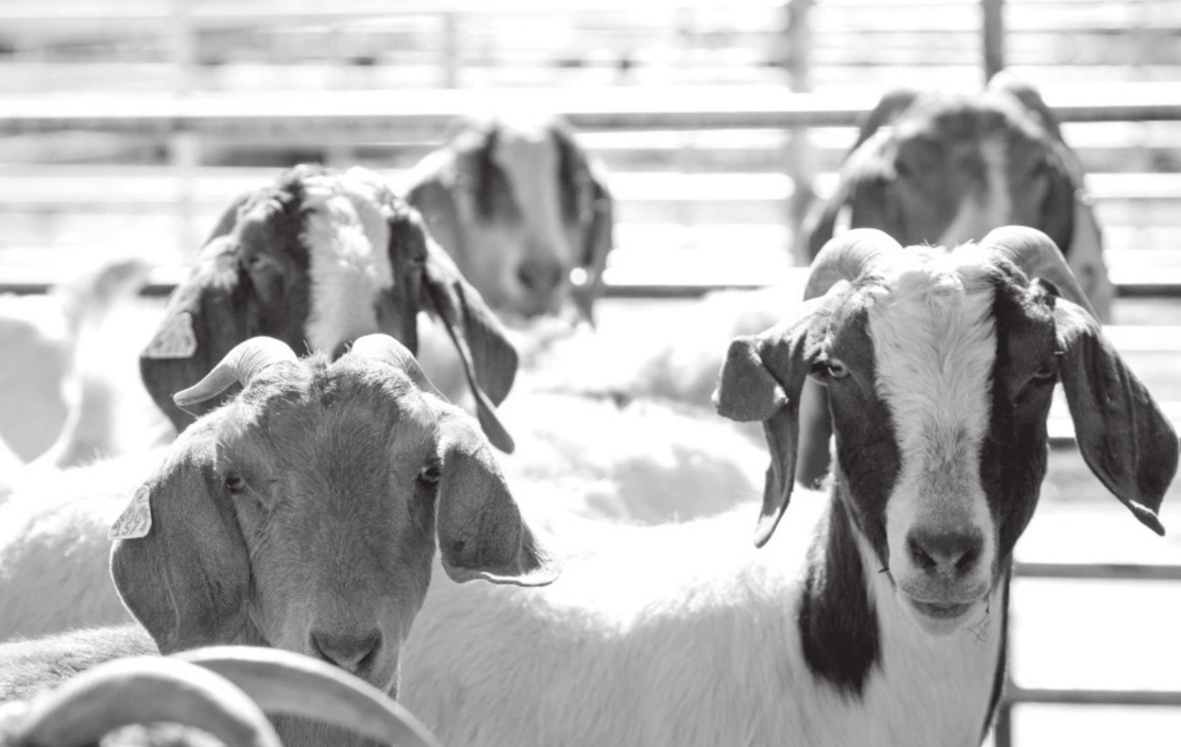 Oklahoma’s Meat Goats Tough Out COVID-19 Disruptions