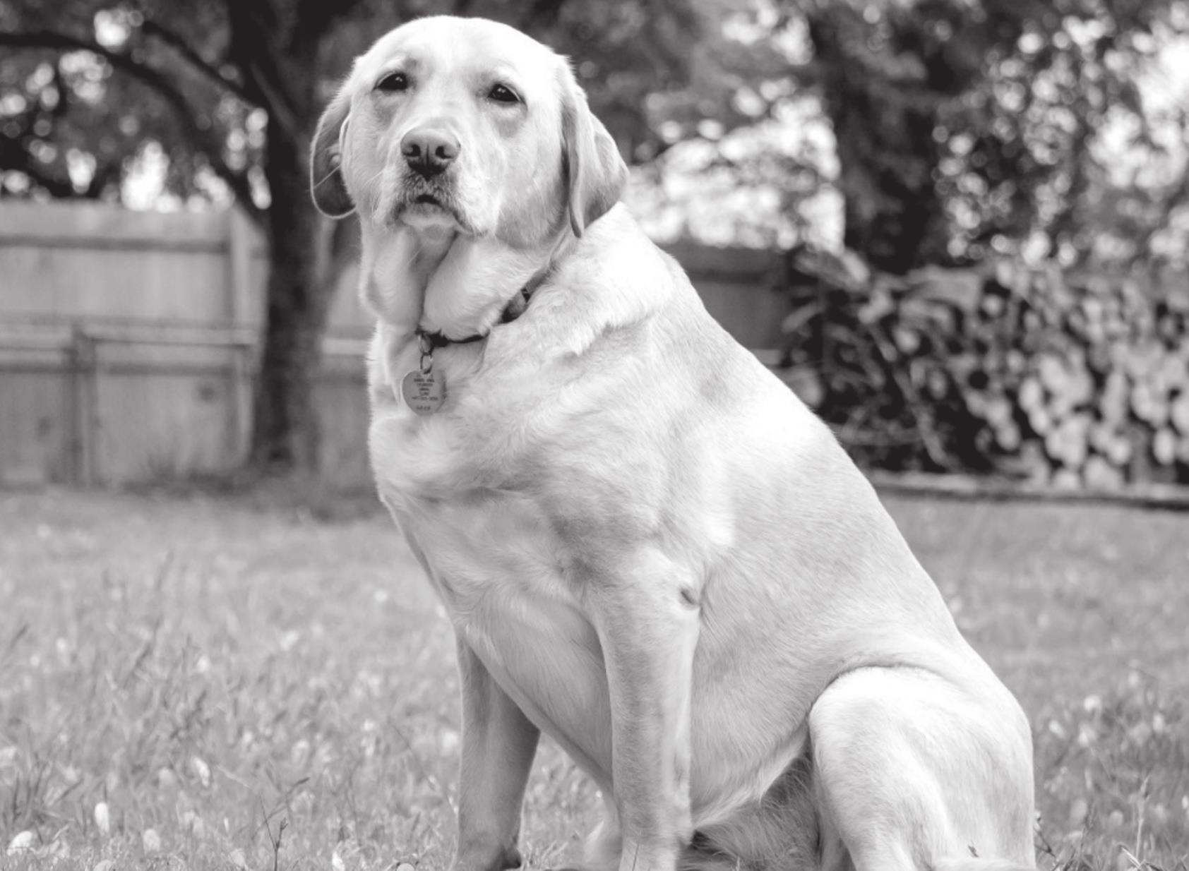 Pest Control Vital for Overall Pet Health