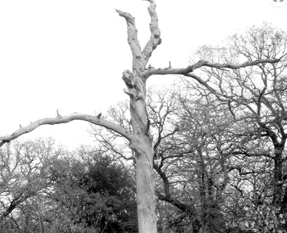 Tree Snags: Important Pillars of Life