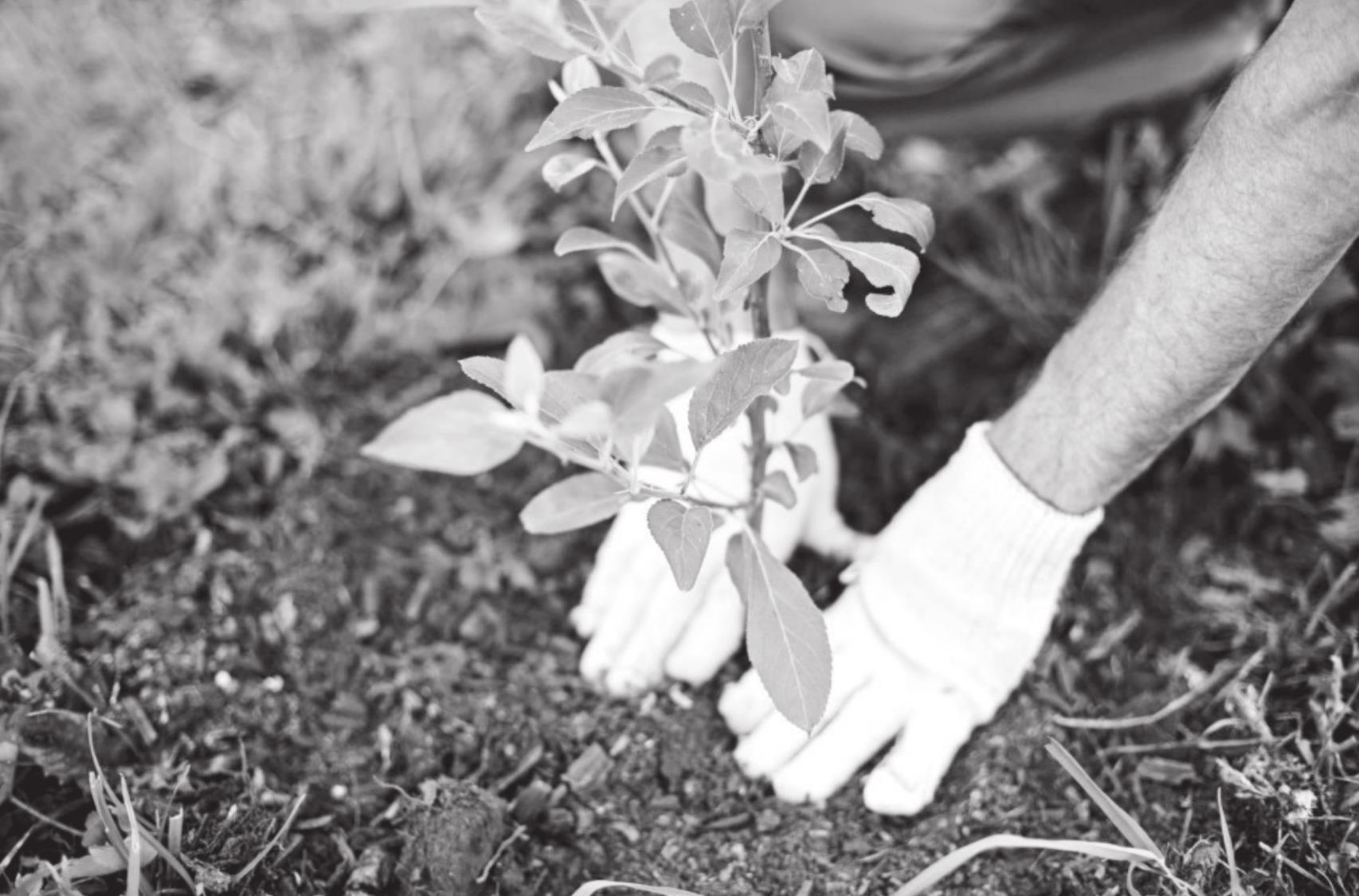 Four Tips to Ensure You’re Putting the Right Plant in the Right Place