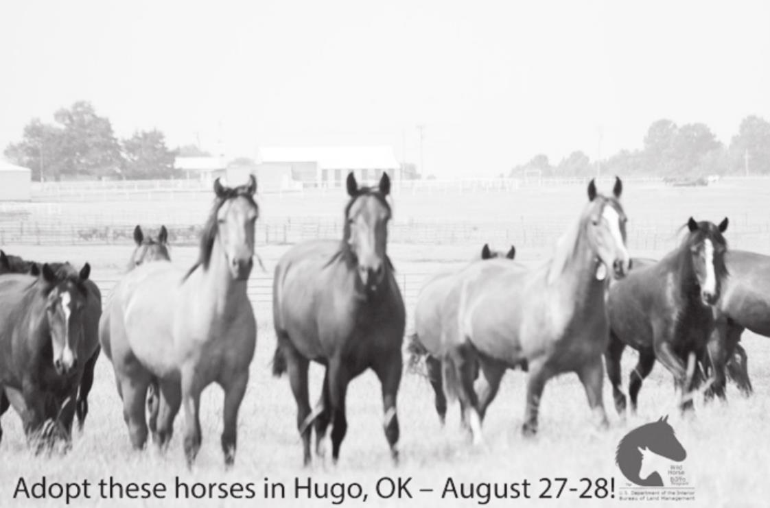 BLM Hosting Wild Horse, Burro Adoption Event Later This Month