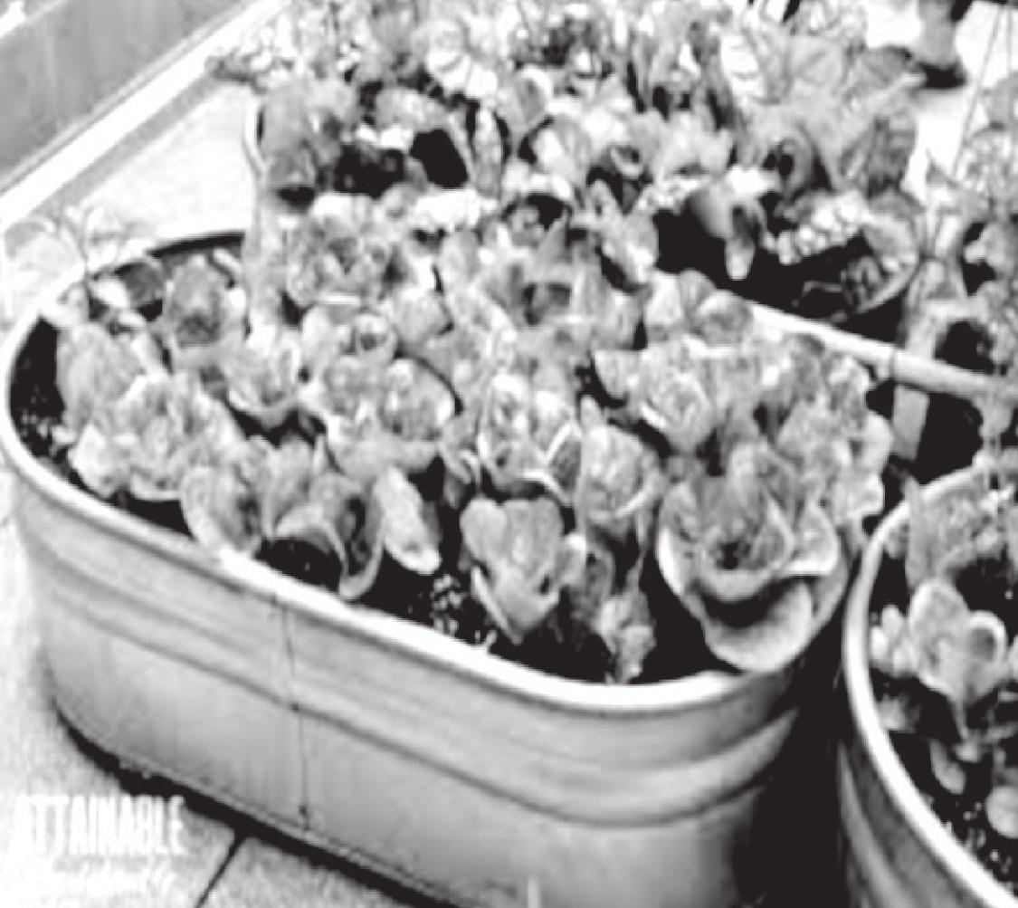 Contain Your Enthusiasm: The Basics Of Container Gardening