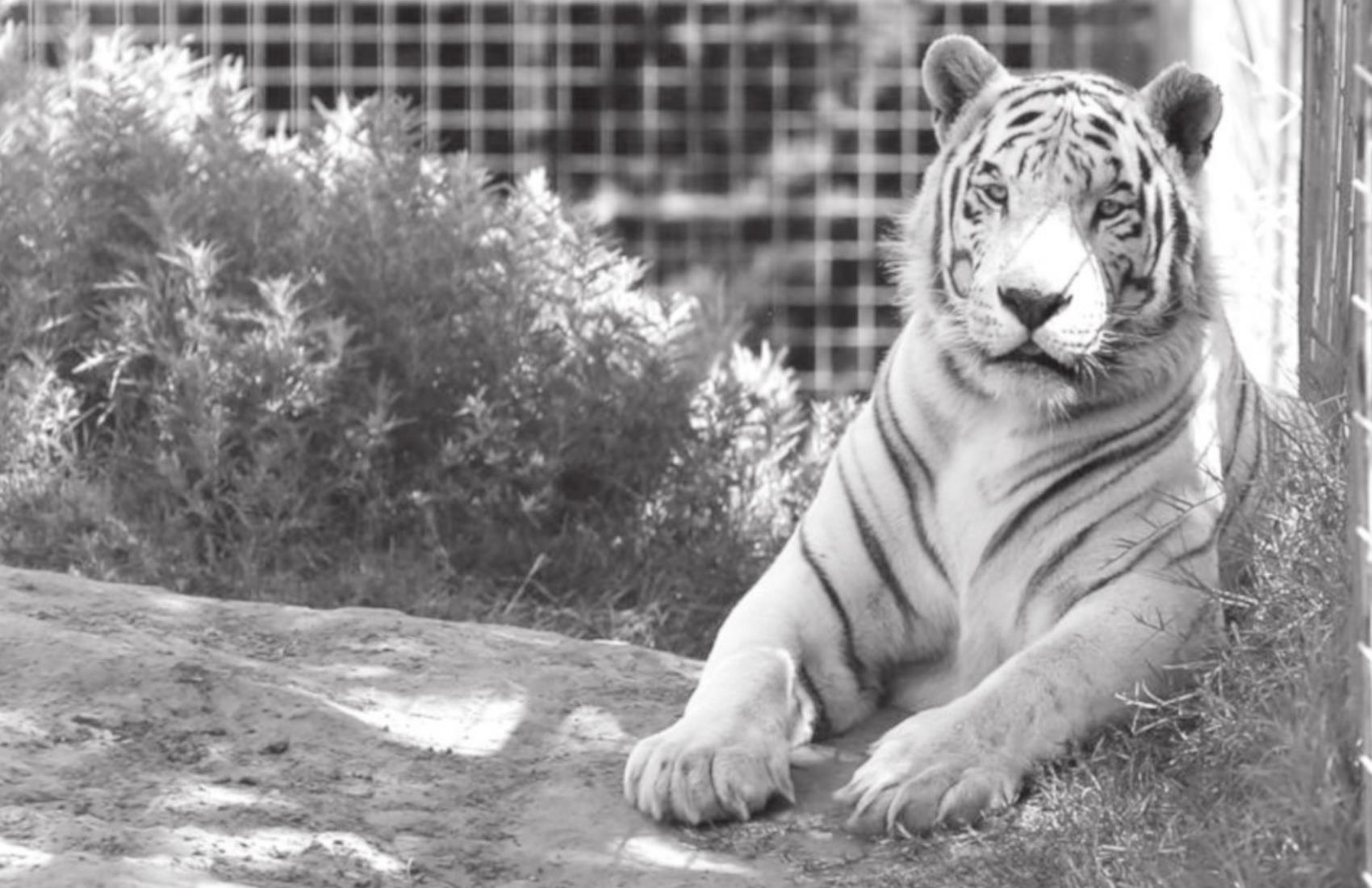 Lawyer: ‘Tiger King’s’ Jeff Lowe Willing to Give Up Big Cats