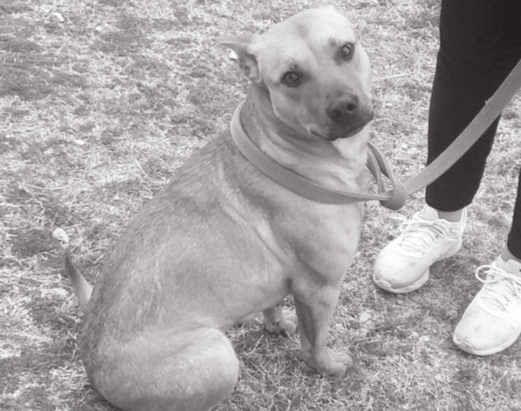 Foster Dogs Need Homes…